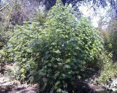 Mandala #1 > Mandala Seeds | Regular Marijuana   |  Hybrid