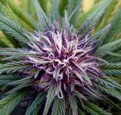 Mandala #1 > Mandala Seeds | Regular Marijuana   |  Hybrid