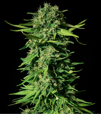 Mandalime Juice > Bulk Seed Bank | Graines Féminisées  |  Indica