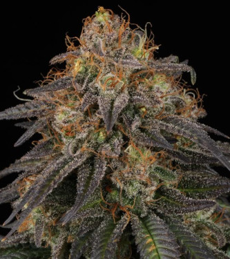 Mandarin Panties Auto > Seed Stockers | Autoflowering Hanfsamen  |  Indica