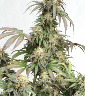 Mandarin Panties Auto > Seed Stockers | Graines Autofloraison  |  Indica