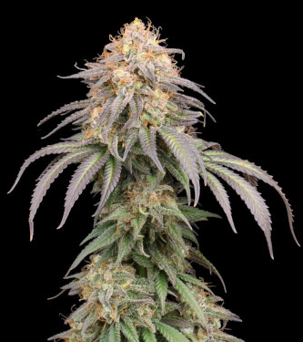 Mandarin Panties Auto > Seed Stockers | Autoflowering Cannabis   |  Indica