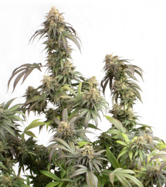 Mandarin Panties > Seed Stockers | Feminisierte Hanfsamen  |  Indica