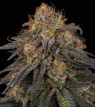 Mandarin Panties > Seed Stockers | Feminisierte Hanfsamen  |  Indica