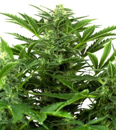 Mandarine Punch Auto > Sensi Seeds | Autoflowering Cannabis   |  Indica