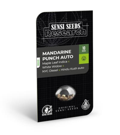 Mandarine Punch Auto > Sensi Seeds | Autoflowering Cannabis   |  Indica