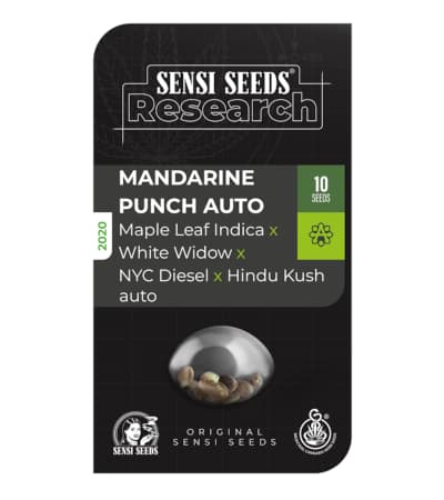 Mandarine Punch Auto > Sensi Seeds | Graines Autofloraison  |  Indica