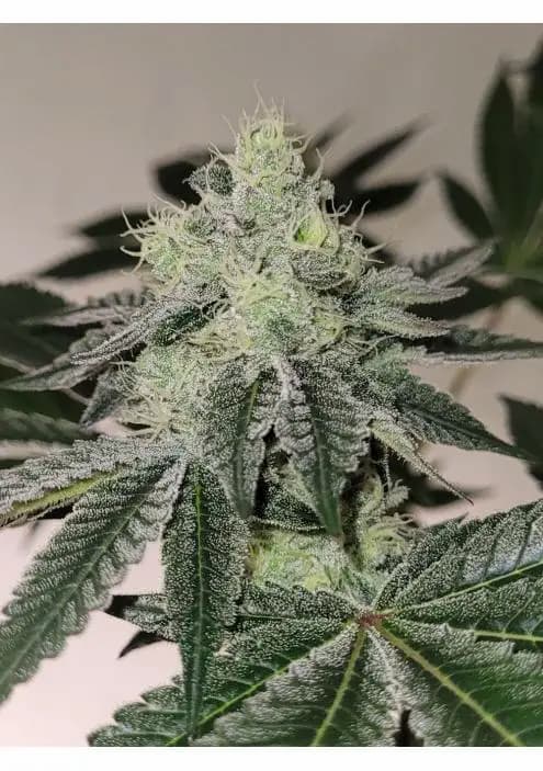 Mandy Burger semilla > Bask Triangle Farms | Semillas feminizadas  |  Índica