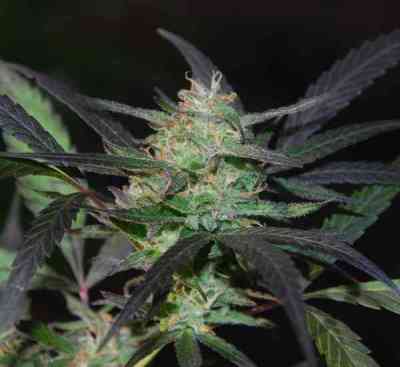 Mangobiche Kush > Cannabiogen | Feminisierte Hanfsamen  |  Indica