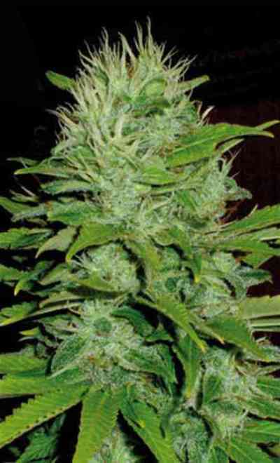 Mango > Blim Burn Seeds | Feminized Marijuana   |  Indica