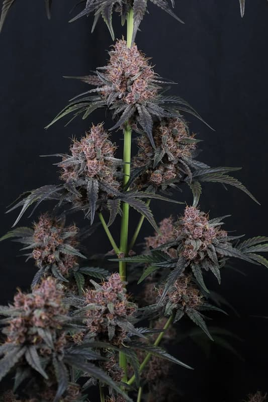 Mango Cherry Runtz Auto graines > Fast Buds Company | Graines de cannabis autoflo  |  Indica