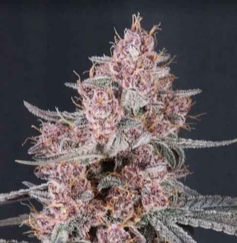 Mango Cherry Runtz Auto graines > Fast Buds Company | Graines de cannabis autoflo  |  Indica