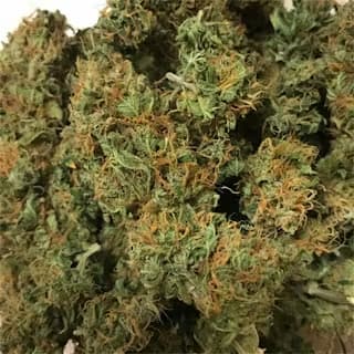 Mango Crack Samen > Original Sensible Seeds | Feminisierte Hanfsamen  |  Sativa