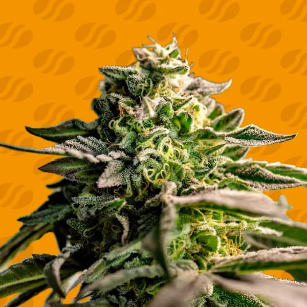 Mango Crack Samen > Original Sensible Seeds | Feminisierte Hanfsamen  |  Sativa