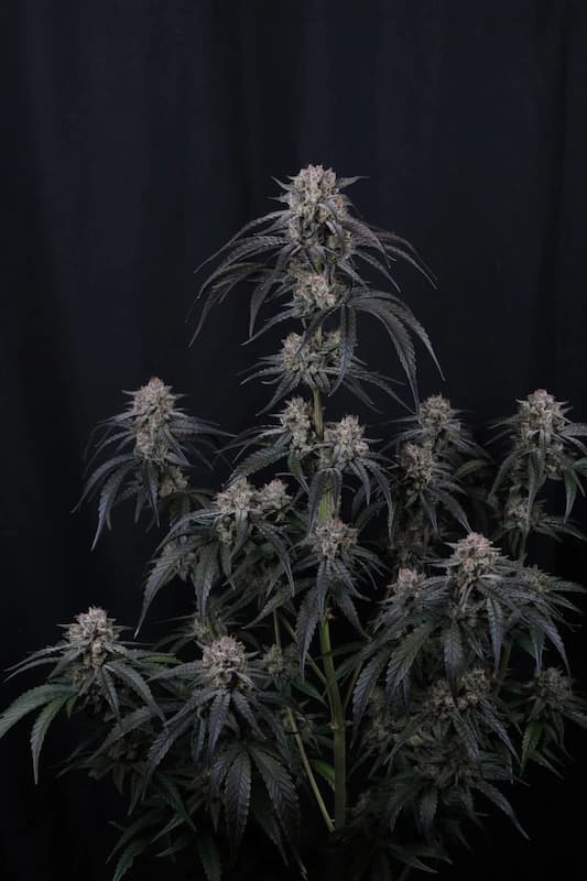 Mango Frost Auto Seed > Fast Buds Company | Autoflowering Cannabis   |  Sativa