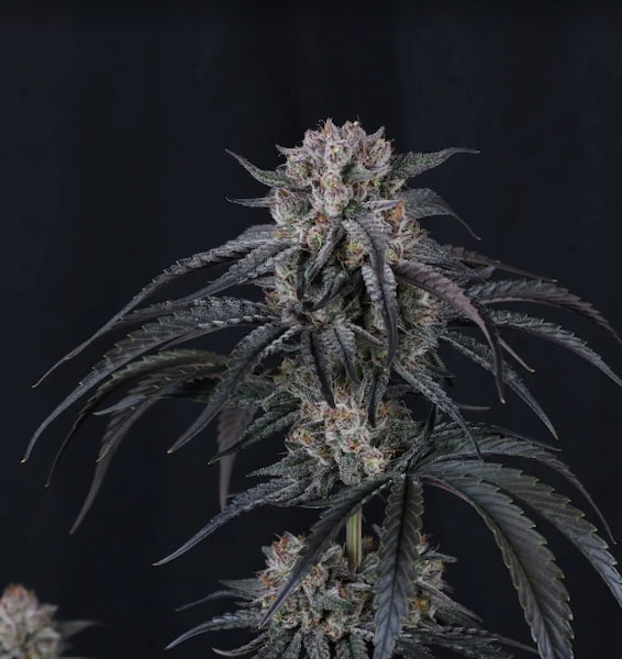 Mango Frost Auto Seed > Fast Buds Company | Autoflowering Cannabis   |  Sativa