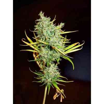 Mango Haze Seed > Mr. Nice | Regular Marijuana   |  Sativa