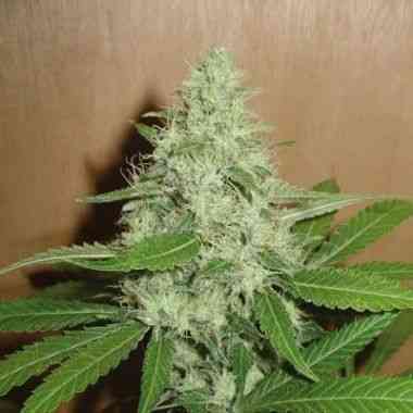 Mango > Homegrown Fantaseeds | Feminisierte Hanfsamen  |  Indica