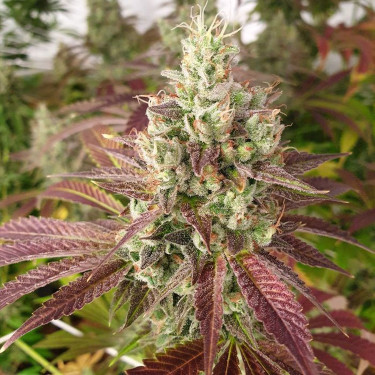 Mango Lassi > Karma Genetics | Feminisierte Hanfsamen  |  Hybrid