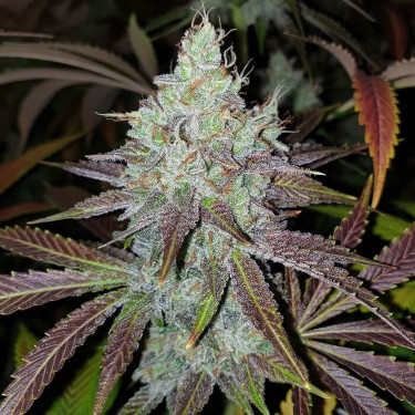 Mango Lassi > Karma Genetics | Feminized Marijuana   |  hybrid