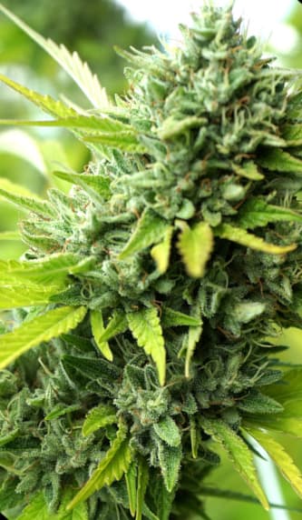 Mango OG Auto > Humboldt Seed Organisation | Graines auto  |  Hybride