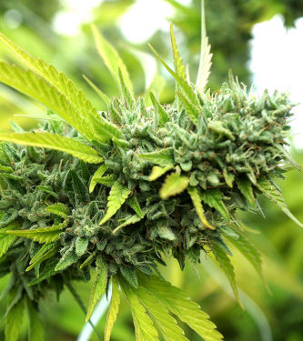 Mango OG Auto > Humboldt Seed Organisation