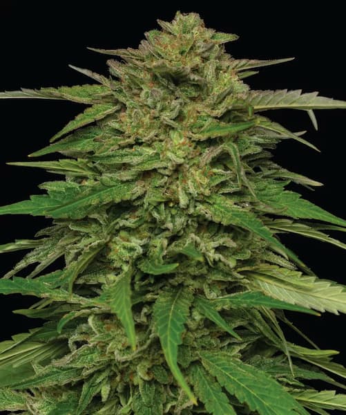 Mango Sherbert > Humboldt Seed Company | Feminized Cannabis   |  Indica