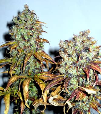 Mango > KC Brains | Feminized Marijuana   |  Indica