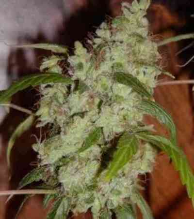 Mango Widow Seed > Mr. Nice | Regular Marijuana   |  Indica