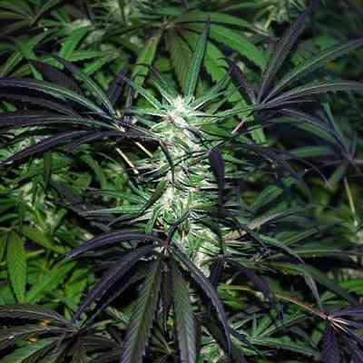 Mangobiche Kush > Cannabiogen | Feminisierte Hanfsamen  |  Indica