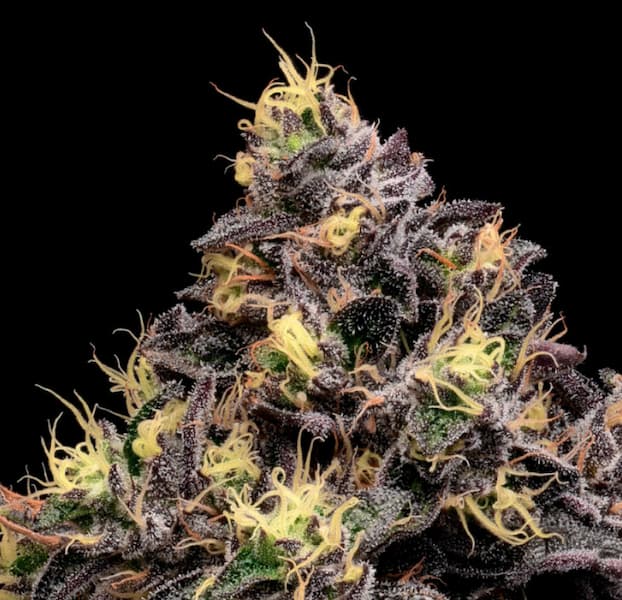 Mangosteen Glitch Auto Samen > Anesia Seeds | Autoflowering Hanfsamen  |  Indica