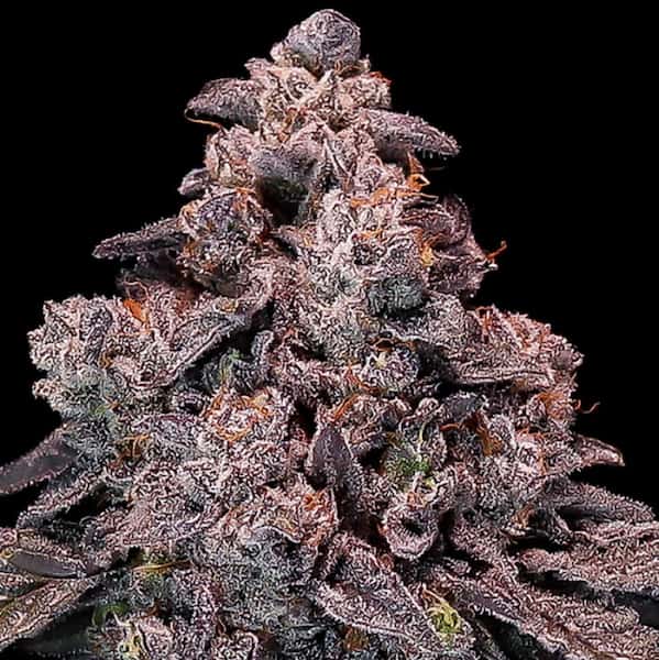 Mangosteen Glitch Auto Samen > Anesia Seeds | Autoflowering Hanfsamen  |  Indica