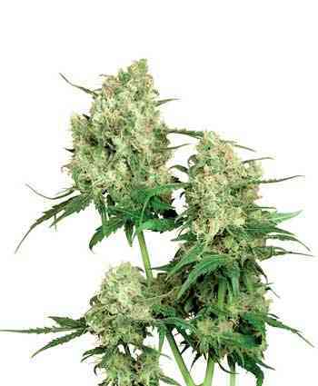 Maple Leaf Indica > Sensi Seeds | Graines Normal  |  Indica