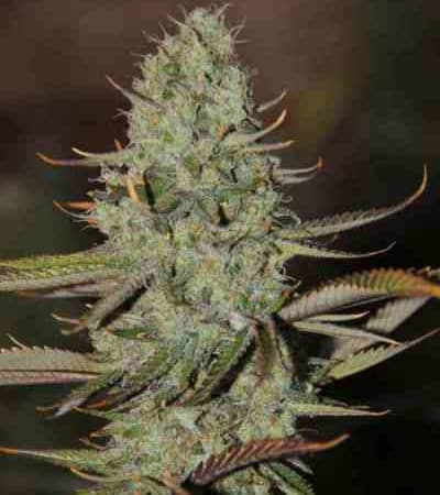 Marionberry Kush > TGA Subcool Seeds | Regular Marijuana   |  Hybrid