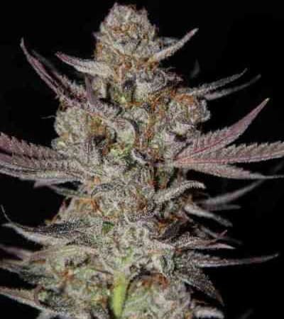 Marionberry Kush > TGA Subcool Seeds | Regular Marijuana   |  Hybrid