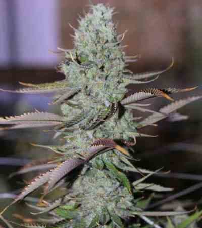 Marionberry Kush > TGA Subcool Seeds | Regular Marijuana   |  Hybrid