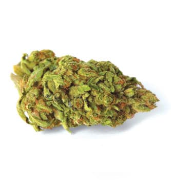 Marley\'s Bud > Bulk Seed Bank | Feminized Marijuana   |  Indica