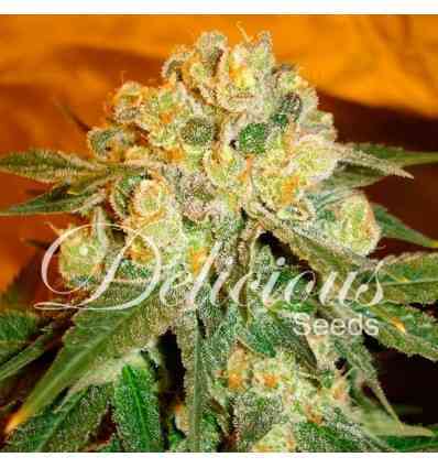 Marmalate Fast Version > Delicious Seeds | Feminisierte Hanfsamen  |  Indica