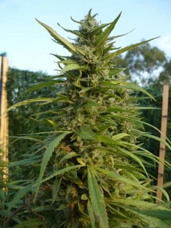 Maroc > Linda Seeds | Feminisierte Hanfsamen  |  Indica