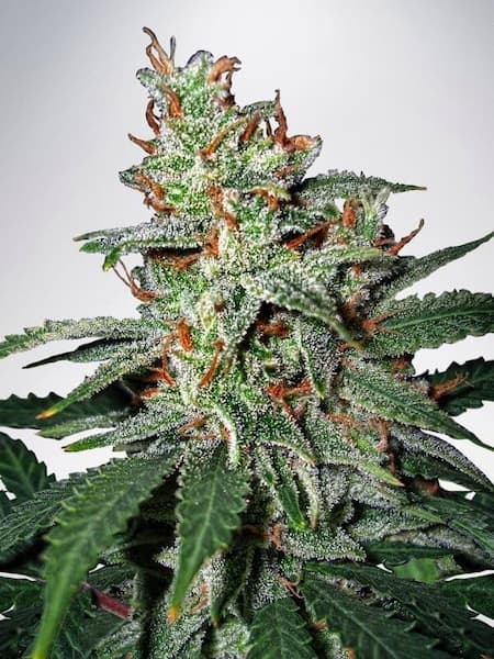 Mars Mellow Samen > Ministry of Cannabis | Feminisierte Hanfsamen  |  Indica