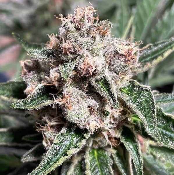 Mars Mellow Samen > Ministry of Cannabis | Feminisierte Hanfsamen  |  Indica