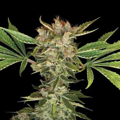 Martian Kush > DNA Genetics | Feminized Cannabis   |  Hybrid