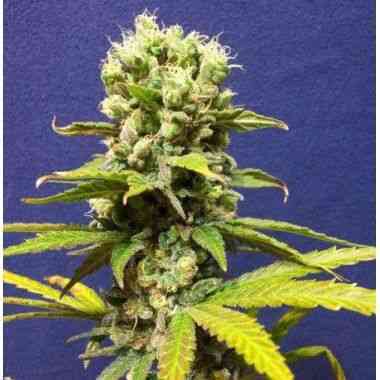 Master Kaze Seed > Mr. Nice | Regular Marijuana   |  Indica