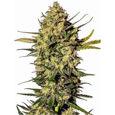 Master Kush Automatic > White Label Seeds | Semillas autoflorecientes  |  Índica