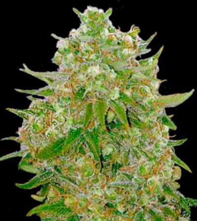 Master Kush Grand > Bulk Seed Bank | Graines Féminisées  |  Indica