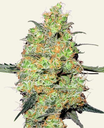 Master Kush > White Label Seeds | Feminized Marijuana   |  Indica