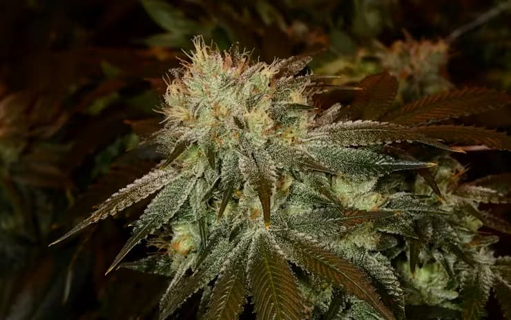 Masterkush CBG > CBD+ Buds | CBD cannabis seeds  |  Indica