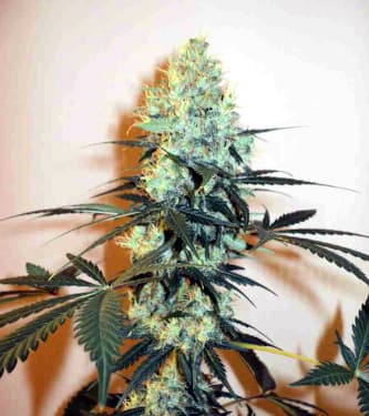 Masterkush > Dutch Passion | Feminized Marijuana   |  Indica