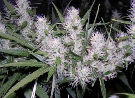 Masterkush > Dutch Passion | Feminized Marijuana   |  Indica