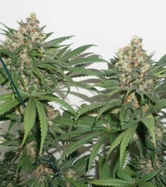 Masterkush > Dutch Passion | Feminized Marijuana   |  Indica